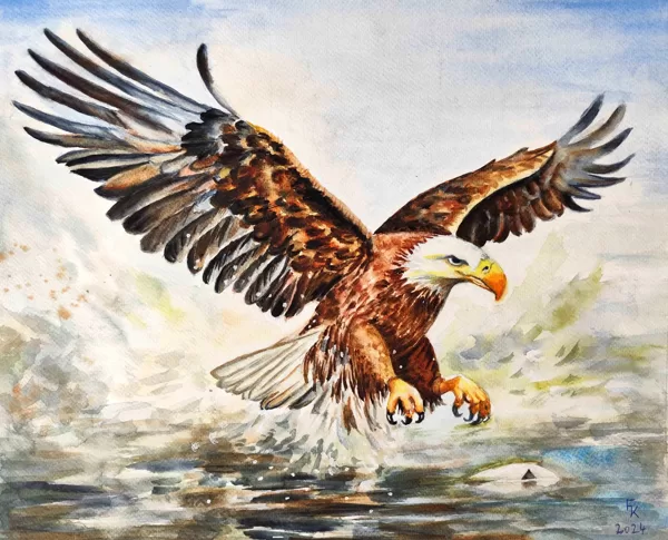 Farkas Katalin: Fehérfejű rétisas - akvarell 40x45